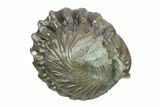 Wide, Enrolled Flexicalymene Trilobite - Indiana #287774-2